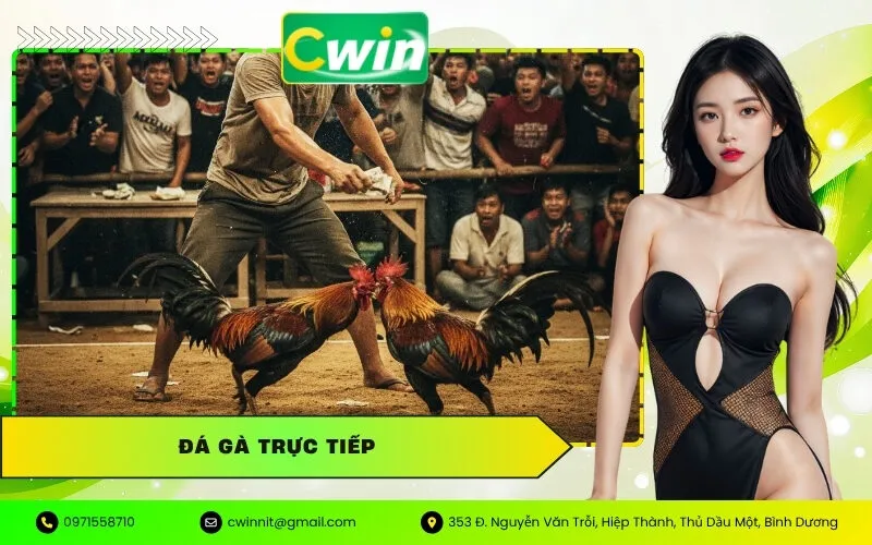 Đá Gà Trực Tiếp