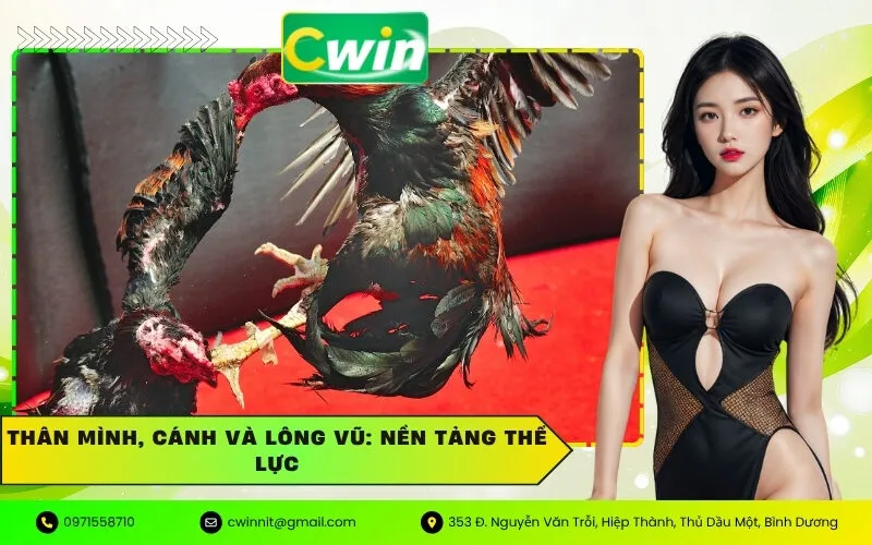 Thân mình, cánh và lông vũ: Nền tảng thể lực