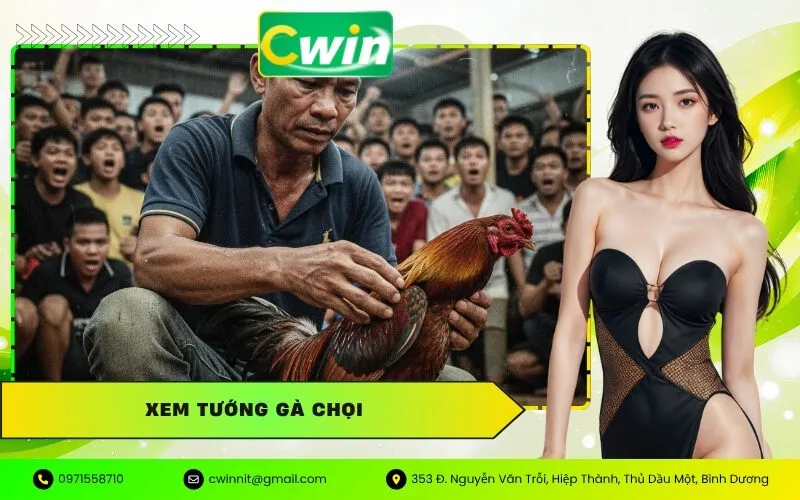 Xem Tướng Gà Chọi